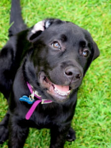 puppy walker cane guida ciechi