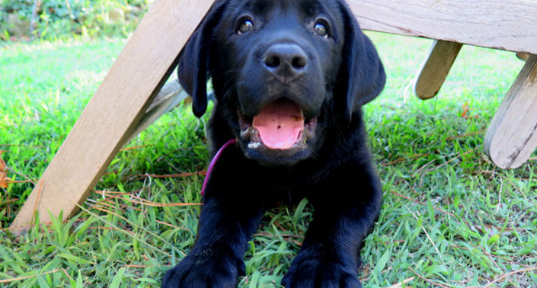 puppy walker cane guida