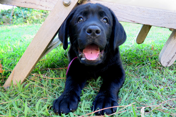 puppy walker cane guida